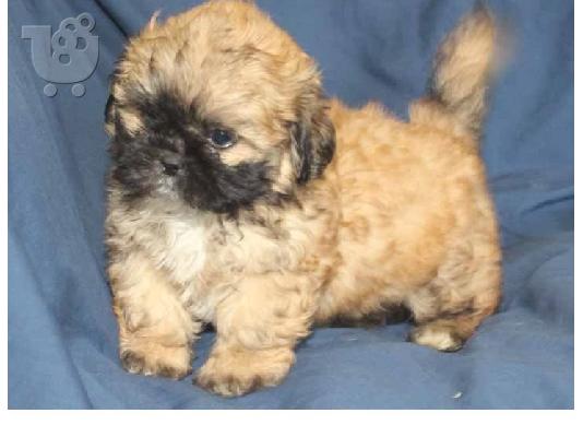 PoulaTo: Ανδρικά και θηλυκά κουτάβια Shih tzu